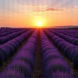 Lavender fields in Provence at sunset