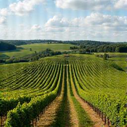 Vineyards in Bordeaux region